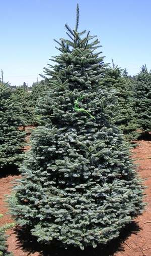 Wholesale Christmas Trees - Silver Bells Christmas Tree Farm
